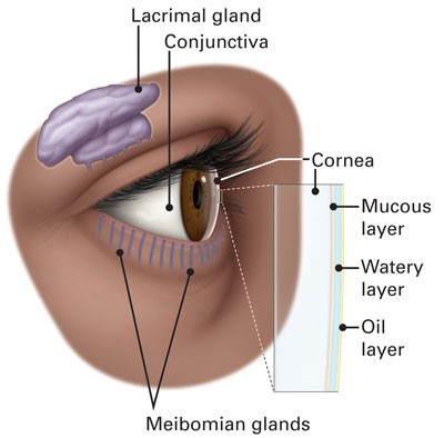 Diagram of the outer structures of the human eye, including the conjunctiva, lacrimal gland, and the mucus, water and oil layers of the tear film.