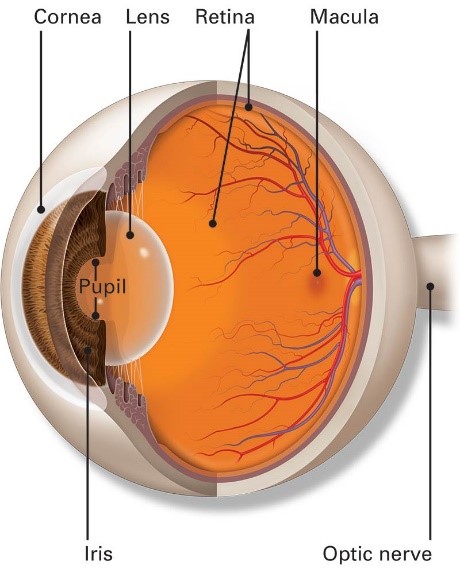 Illustration of the major parts of the interior of the human eye, including retina, macula, optic nerve, cornea lens and pupil.